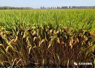 镁肥对稻米食味品质的影响